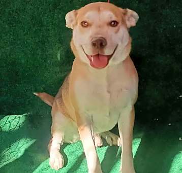 Photo of Guero Macho