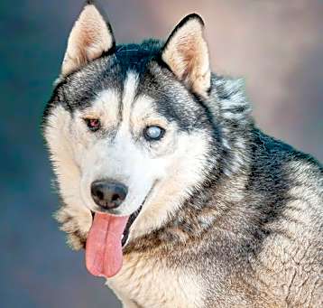 Photo of Captian Lobo