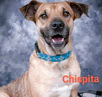 Photo of Chispita