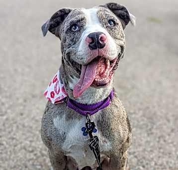Photo of Wilma - Adoption Pending!