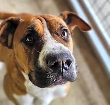 Photo of Piper