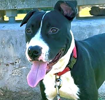 Photo of Frankie