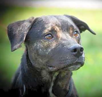 Photo of Cooper