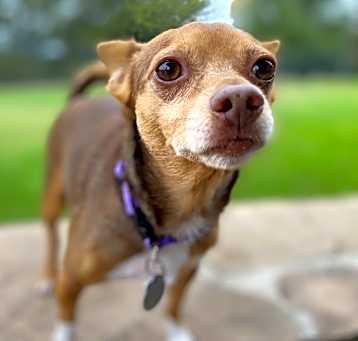 Photo of Stitch