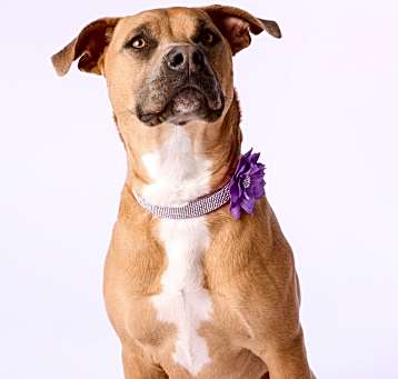 Photo of Nixi