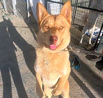 Photo of Simba
