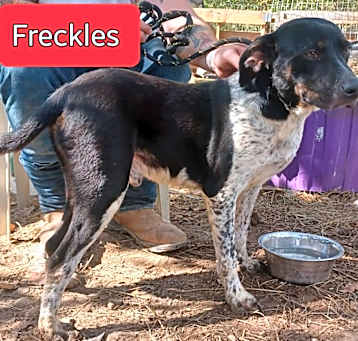 Photo of Freckles