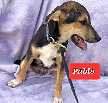 Photo of Pablo