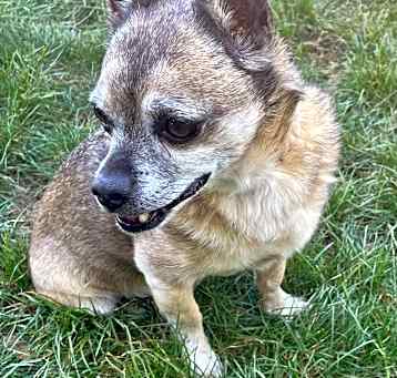 Photo of Chewy