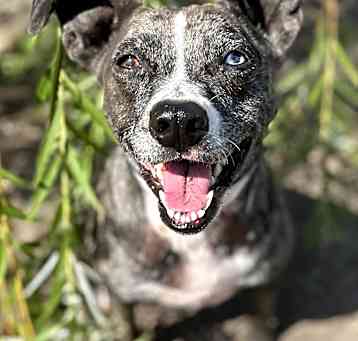 Photo of Petunia (aka TUNA)