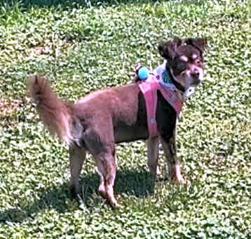 Photo of Bree (NJ)-PLAYFUL