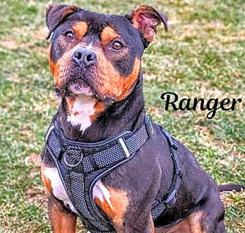 Photo of Pound Dog-Ranger 178271