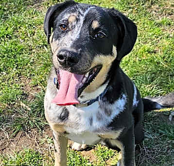 Photo of Sarge