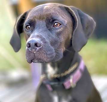 Photo of Harley