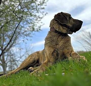 Photo of Tiger