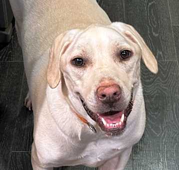 Photo of Booster