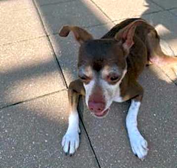 Photo of Daisy ADOPTED