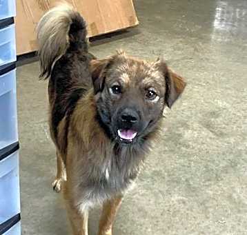 Photo of Nomad