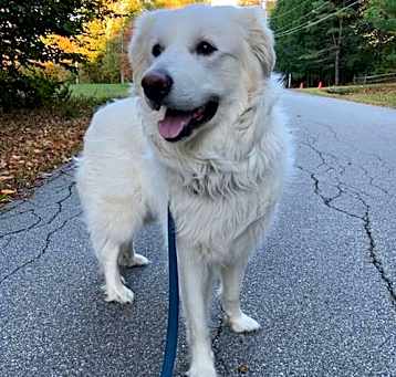 Photo of Sadie in NH