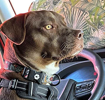 Photo of Dixie