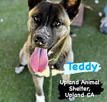 Photo of **Teddy**