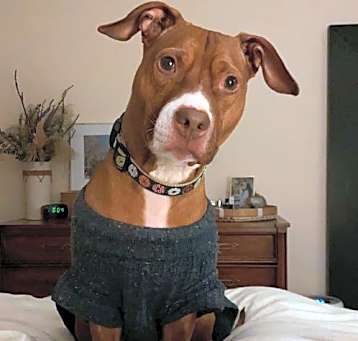 Photo of Kona