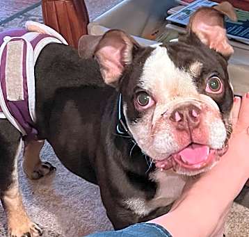 Photo of Bandit