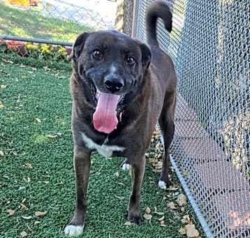 Photo of Danni (Fostered in Bellevue)