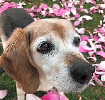 Photo of Belle *Adopt*
