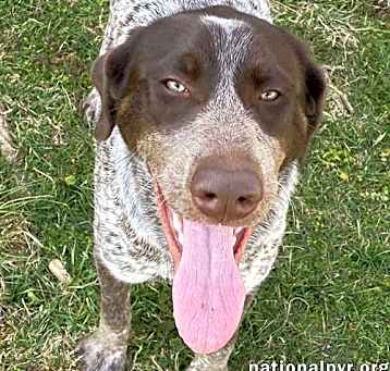 Photo of Jolene in TN - Playful & Affectionate!