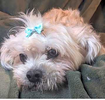 Photo of Gizmo