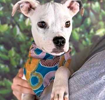 Photo of Casper (GA)