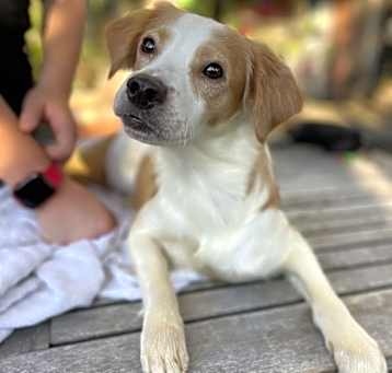Photo of Pebbles