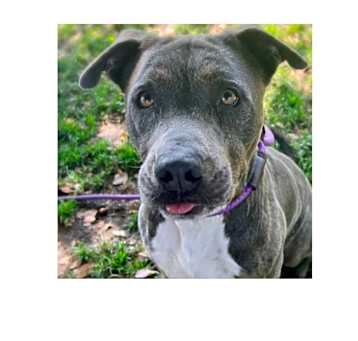 Photo of Rocko
