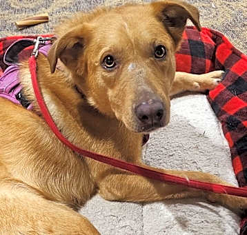 Photo of Gypsy