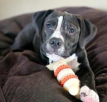 Photo of Wilbur