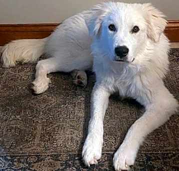 Photo of Bolt puppy