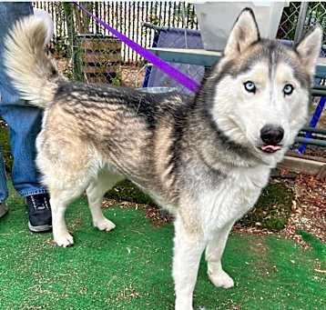 Photo of NANOOK
