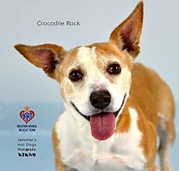 Photo of Crocodile Rock