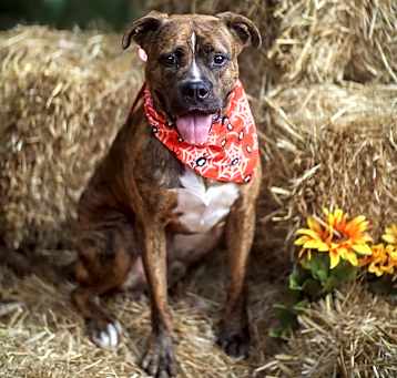 Photo of Tank