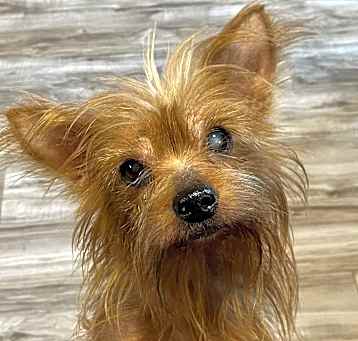 Photo of Bella