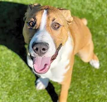 Photo of Bongo