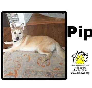 Photo of Roxy / Pip