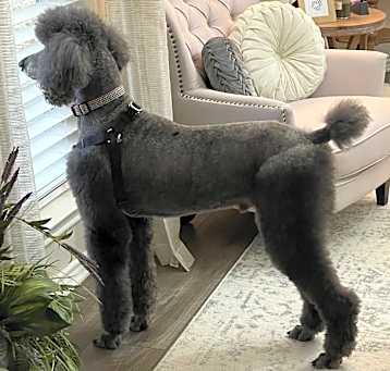 Photo of Beaux (Bo)
