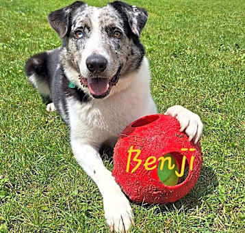 Photo of Benji