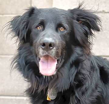 Photo of BEAR