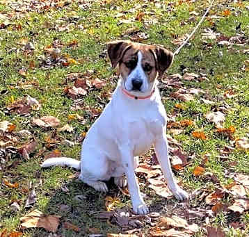 Photo of Dexter (3yo, 45lbs)