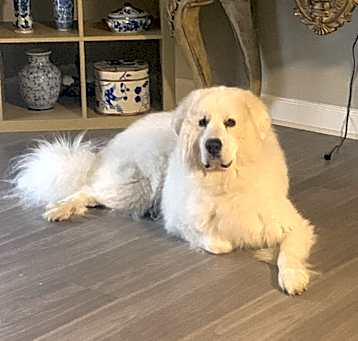 Photo of Benji