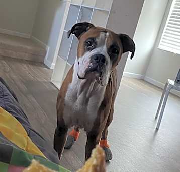 Photo of Nugget