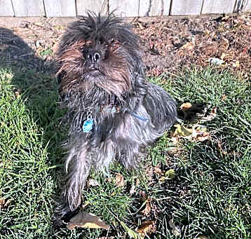 Photo of Winston
